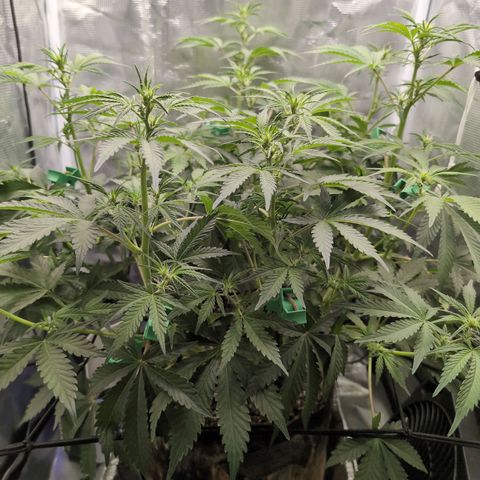 Strawberry Banana growlog timeline photo