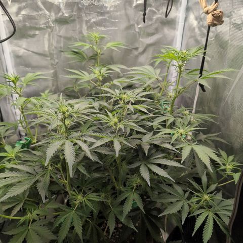 Strawberry Banana growlog timeline photo