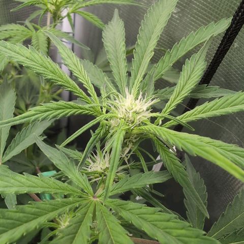 Strawberry Banana growlog timeline photo