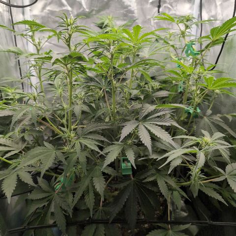 Strawberry Banana growlog timeline photo