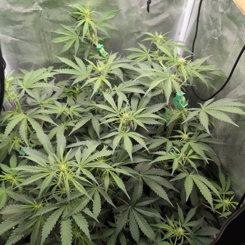 Strawberry Banana growlog timeline photo