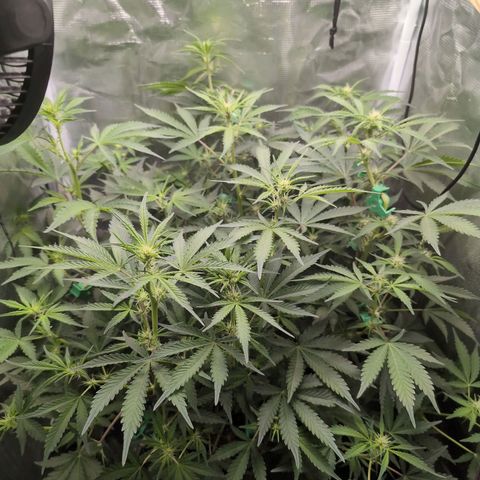 Strawberry Banana growlog timeline photo