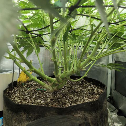 Strawberry Banana growlog timeline photo