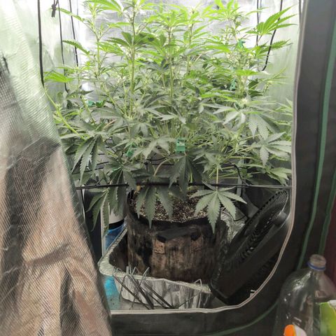 Strawberry Banana growlog timeline photo