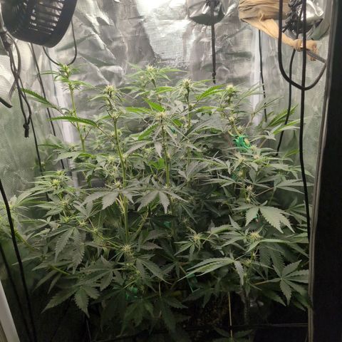 Strawberry Banana growlog timeline photo