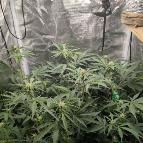 Strawberry Banana growlog timeline photo