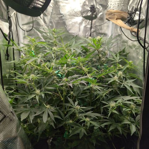 Strawberry Banana growlog timeline photo