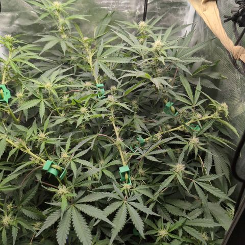 Strawberry Banana growlog timeline photo