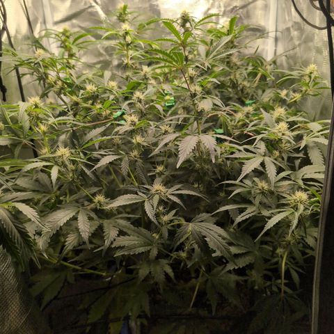 Strawberry Banana growlog timeline photo