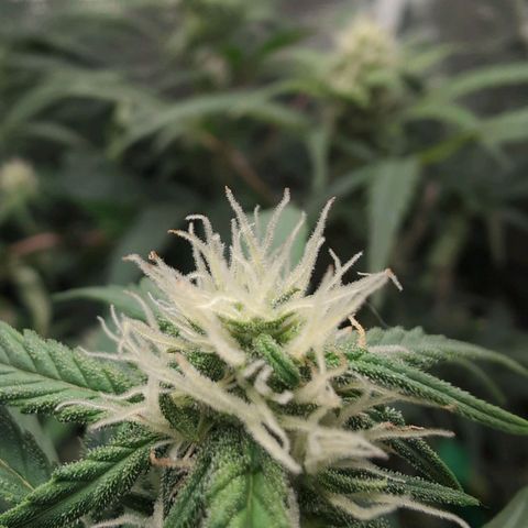 Strawberry Banana growlog timeline photo