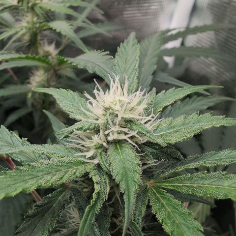 Strawberry Banana growlog timeline photo