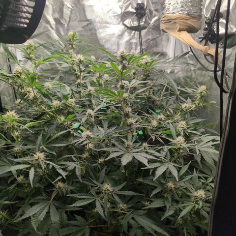 Strawberry Banana growlog timeline photo