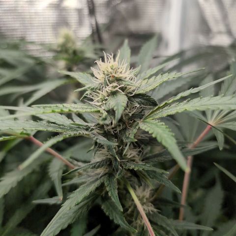 Strawberry Banana growlog timeline photo