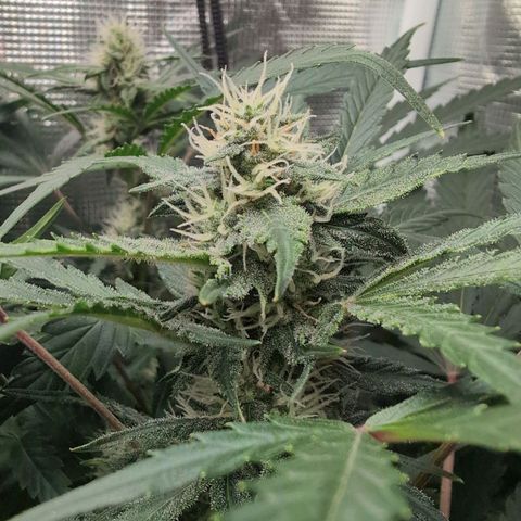 Strawberry Banana growlog timeline photo