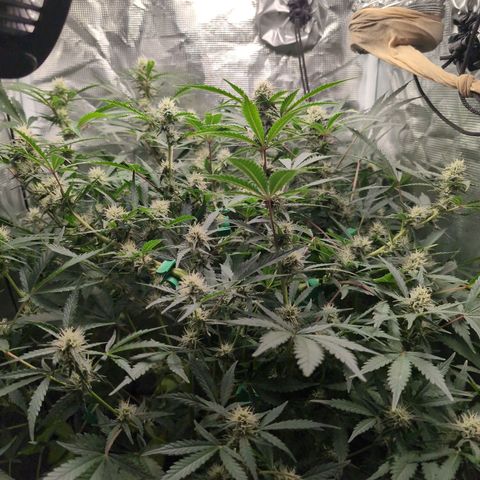 Strawberry Banana growlog timeline photo