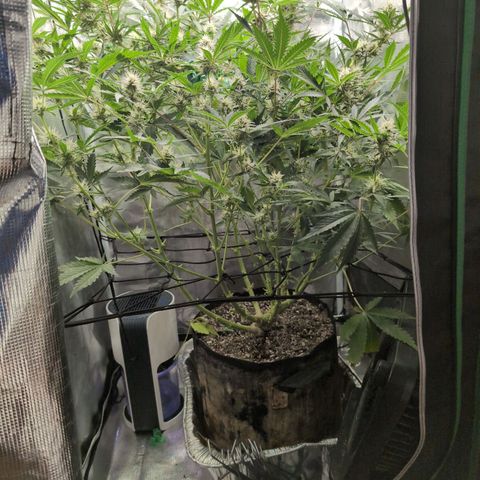 Strawberry Banana growlog timeline photo