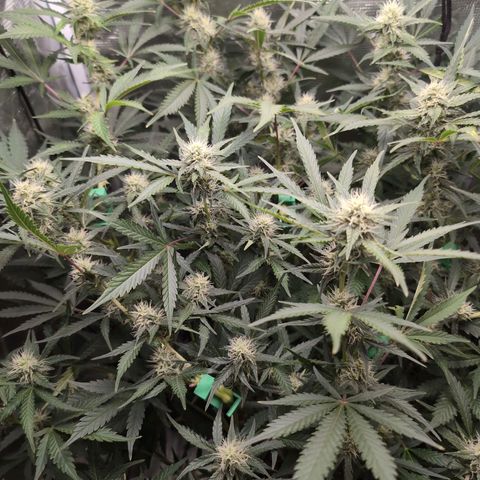 Strawberry Banana growlog timeline photo