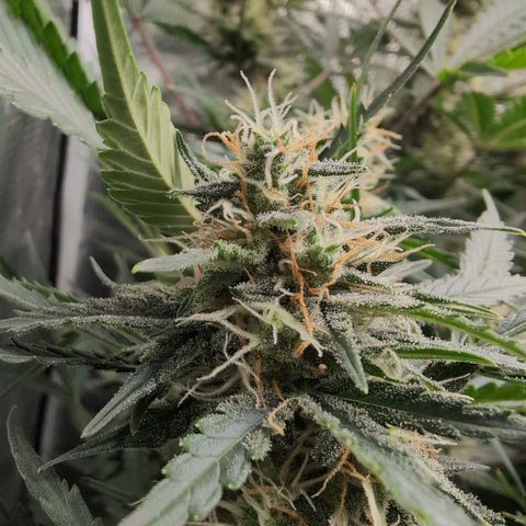 Strawberry Banana growlog timeline photo