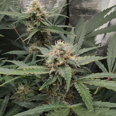 Strawberry Banana growlog timeline photo