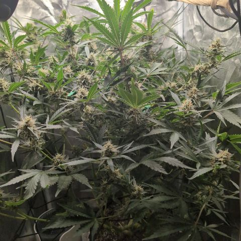 Strawberry Banana growlog timeline photo