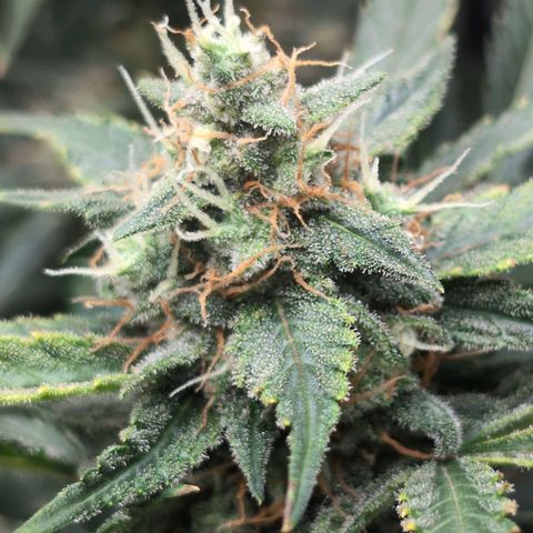 Strawberry Banana growlog timeline photo