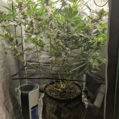 Strawberry Banana growlog timeline photo