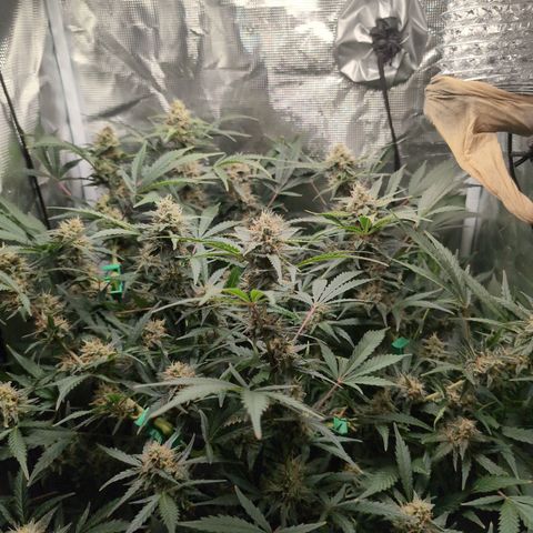 Strawberry Banana growlog timeline photo