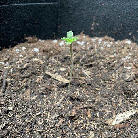 Wedding Cake growlog timeline photo