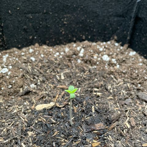  Royal Kush growlog timeline photo