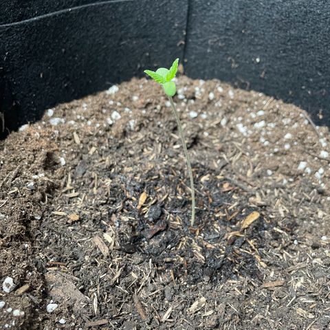  Royal Kush growlog timeline photo