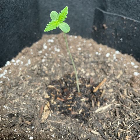 Wedding Cake growlog timeline photo