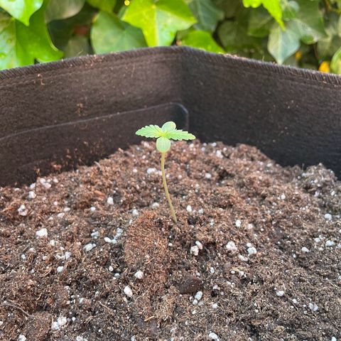 Wedding Cake growlog timeline photo