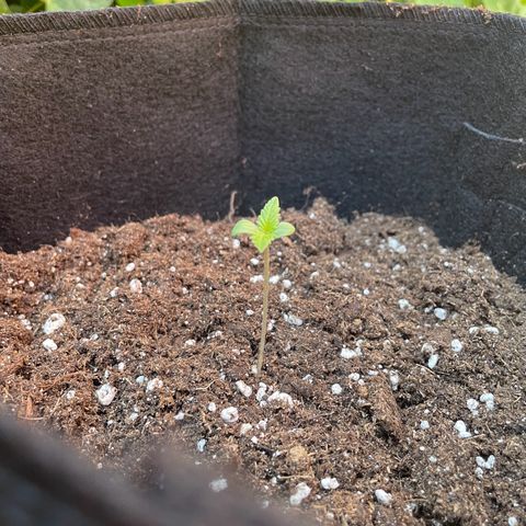  Royal Kush growlog timeline photo