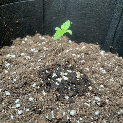  Royal Kush growlog timeline photo