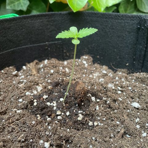 Wedding Cake growlog timeline photo