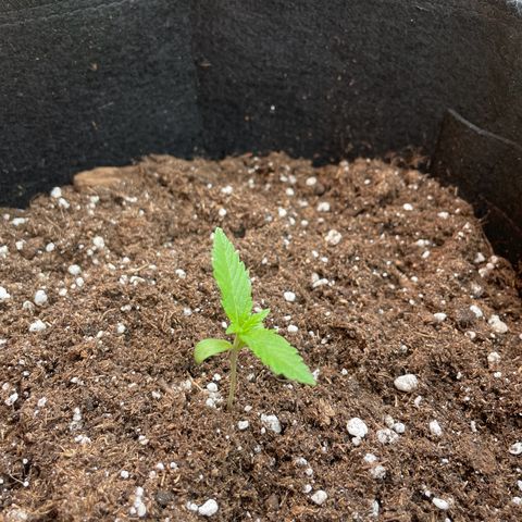  Royal Kush growlog timeline photo
