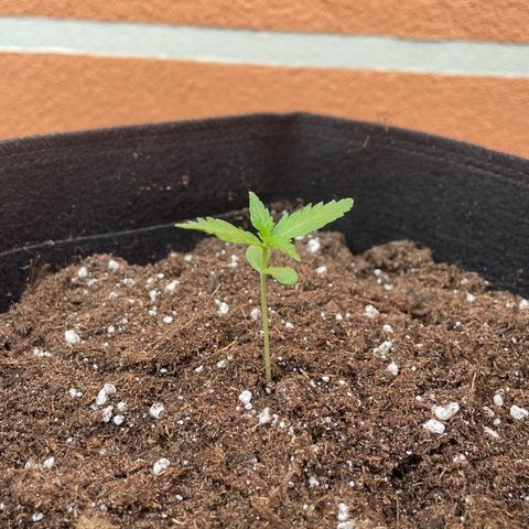 Wedding Cake growlog timeline photo