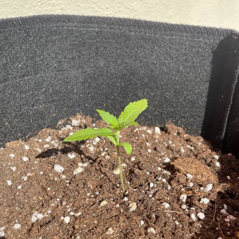  Royal Kush growlog timeline photo