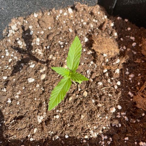  Royal Kush growlog timeline photo