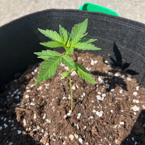 Wedding Cake growlog timeline photo