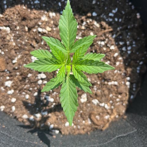 Wedding Cake growlog timeline photo