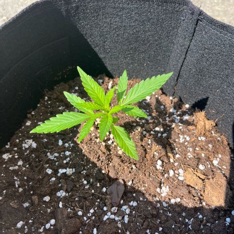  Royal Kush growlog timeline photo
