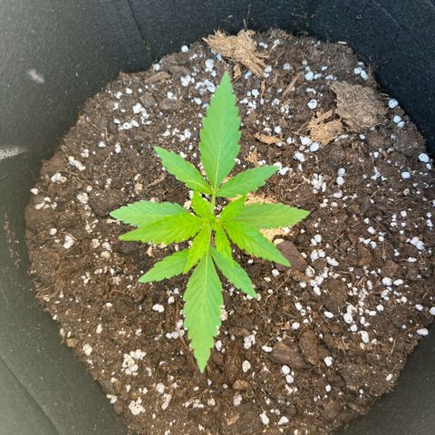 Royal Kush growlog timeline photo