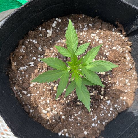 Wedding Cake growlog timeline photo