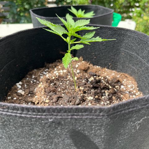 Wedding Cake growlog timeline photo