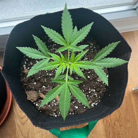  Royal Kush growlog timeline photo