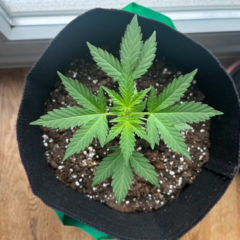 Wedding Cake growlog timeline photo