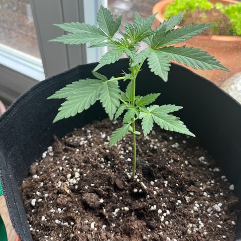 Wedding Cake growlog timeline photo