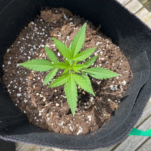  Royal Kush growlog timeline photo