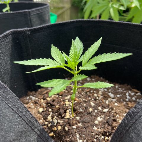  Royal Kush growlog timeline photo
